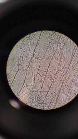 Komórki wewnętrznej łuski cebuli, ruch cytoplazmy