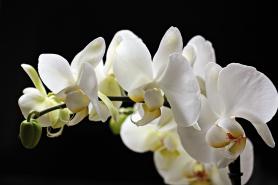 orchids-2055192_1920