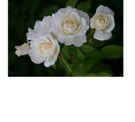 białe róże 